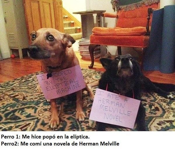 animales-arrepentidos