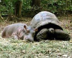 tortuga-e-hipopotamo