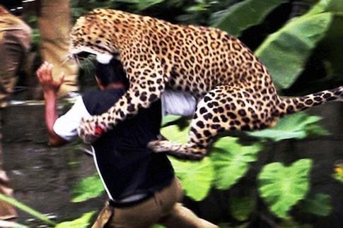 India Leopard Attack