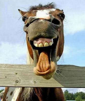 caballo sonriente