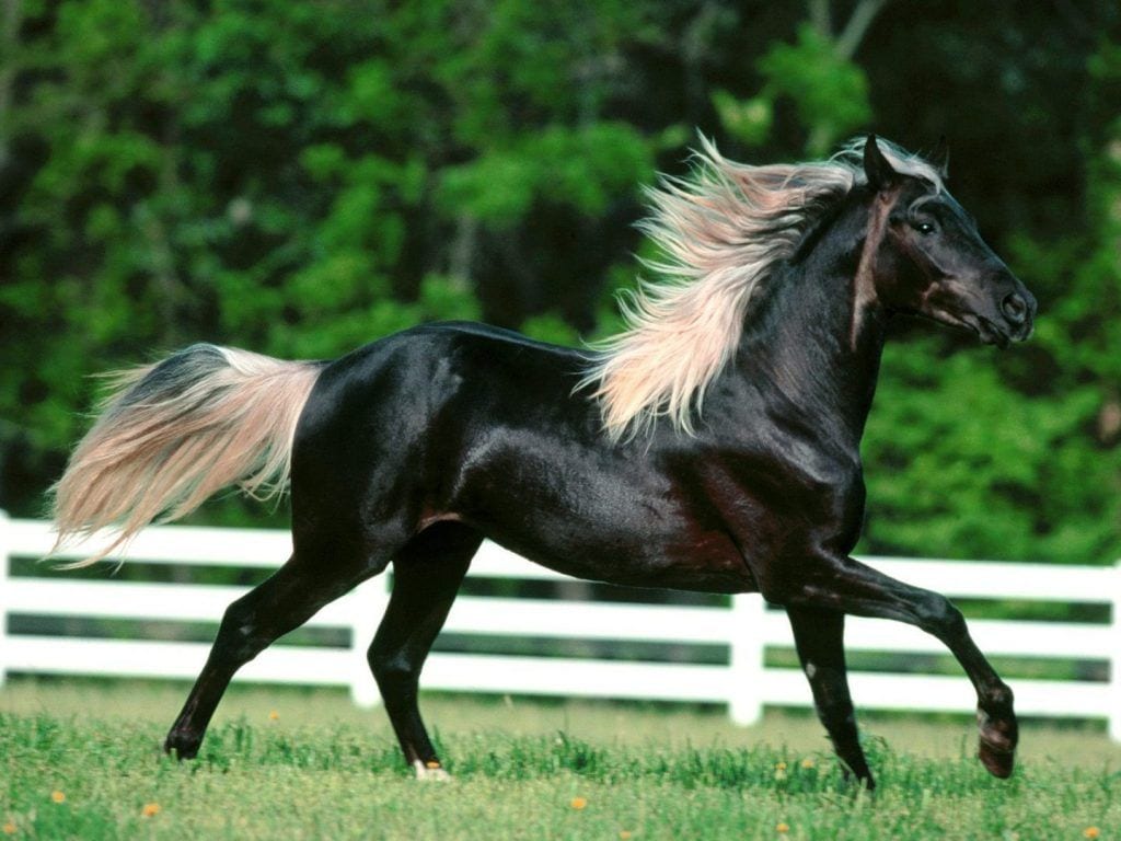 caballos-arabes