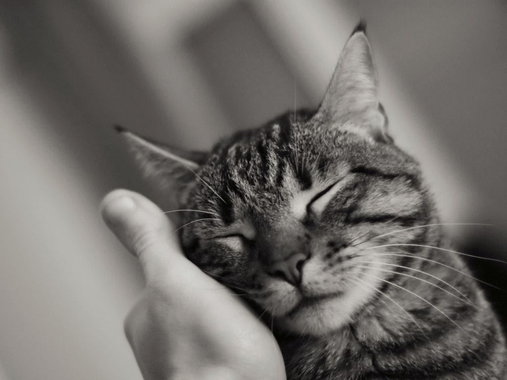 gato-mascota-dormido-mano