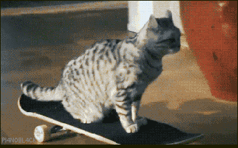 mascota-gato-momopatin-skate-rayado-gris