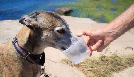 Retired greyhound dog drinking wate