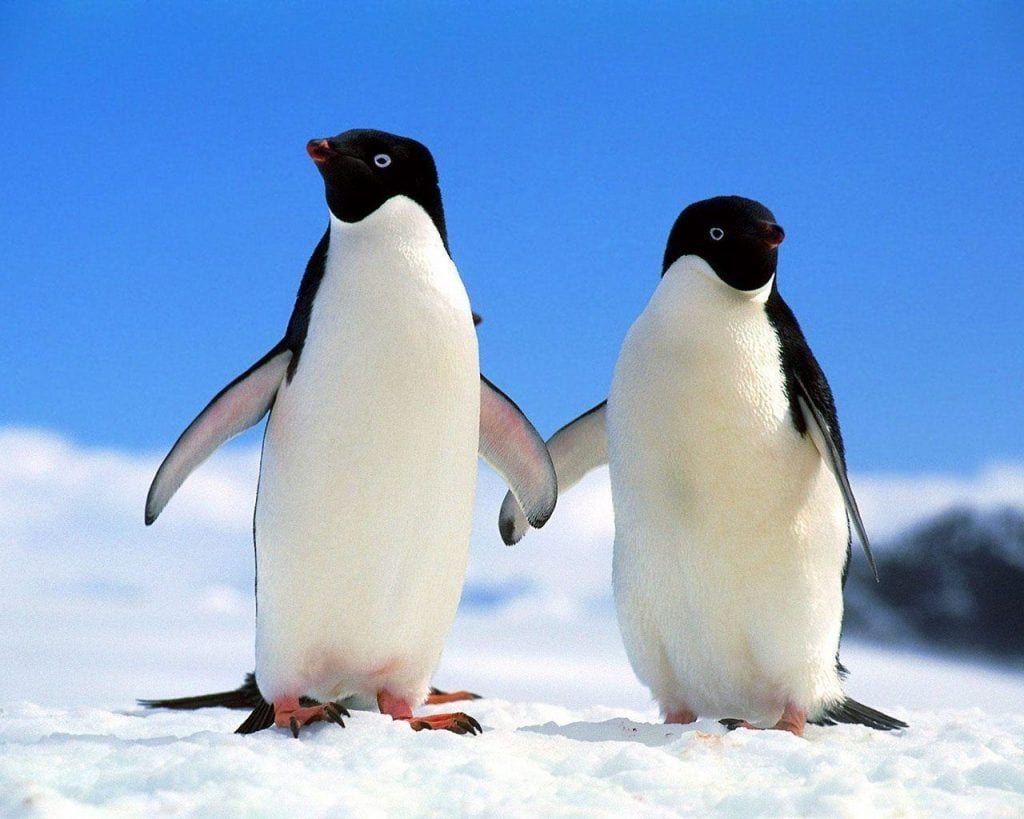 pinguinos-agarrados