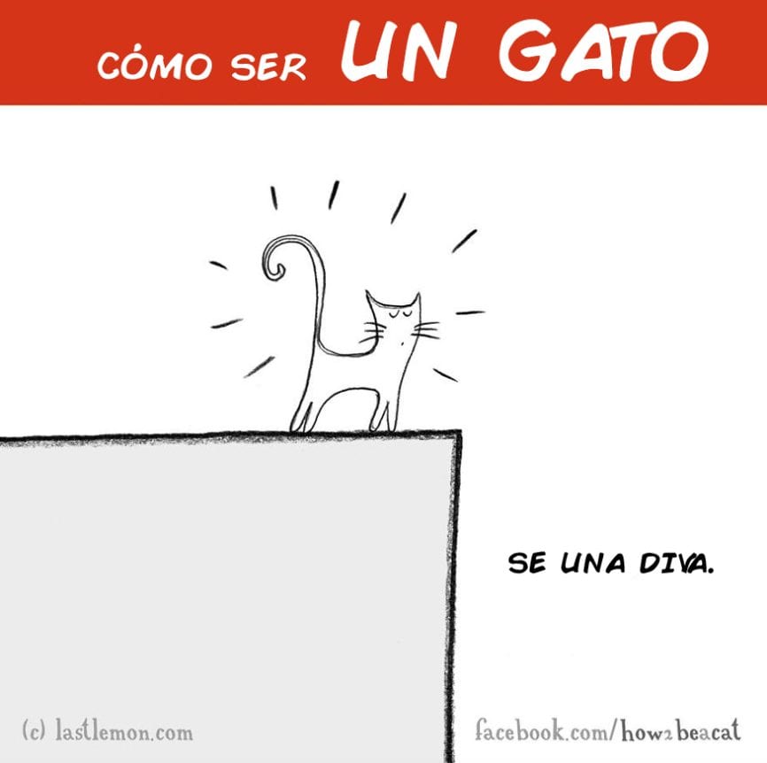 guia_gato_08