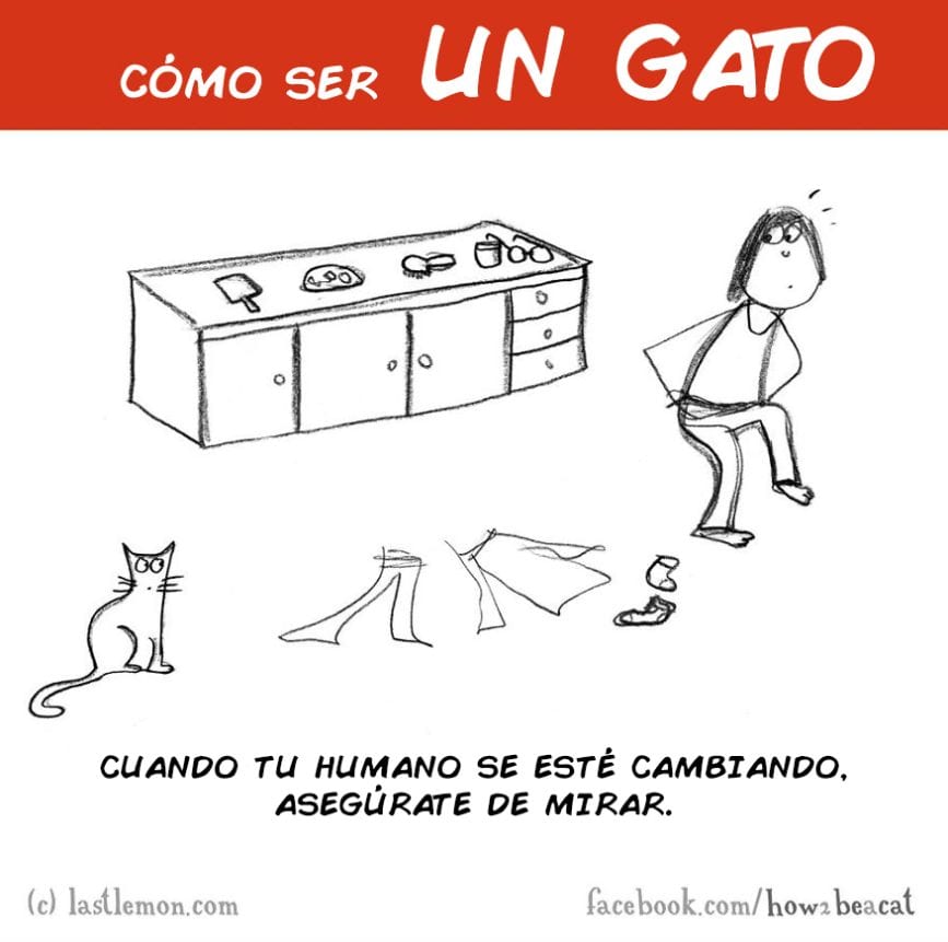 guia_gato_10