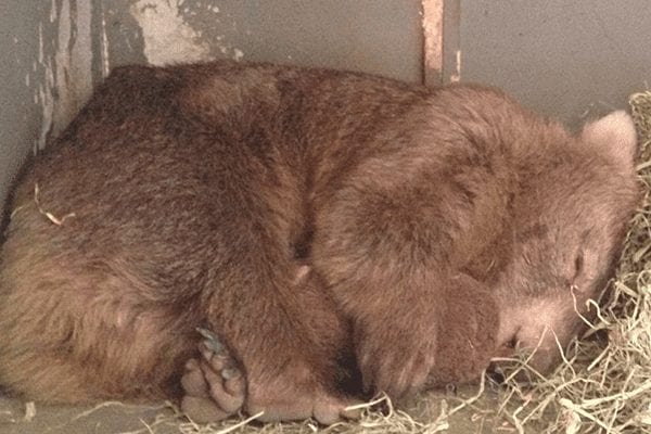 wombat-rescatado-01