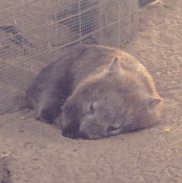 wombat-rescatado-02