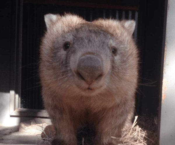 wombat-rescatado-06