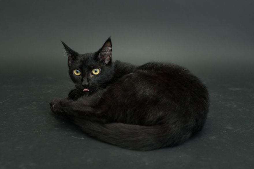 gatos-negros-05