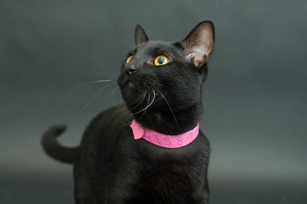 gatos-negros-11
