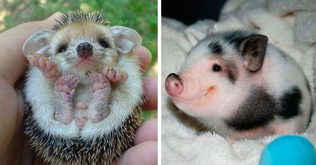 20 Fotografias De Animales Que Te Conquistaran