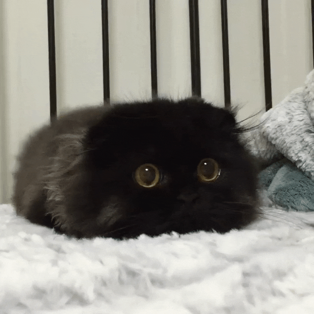 gato-ojos-grandes-12