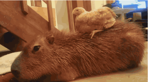 los capibaras son animales extremadamente sociables 13