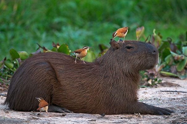 los capibaras son animales extremadamente sociables 14