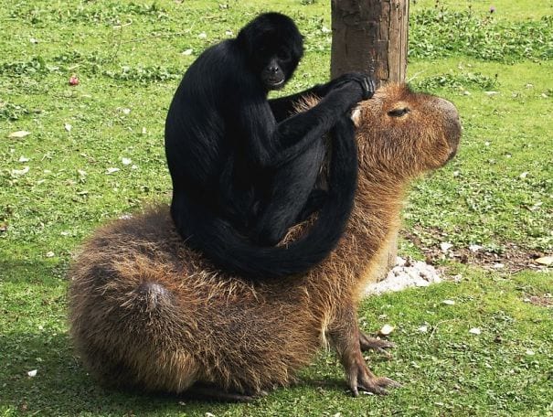 los capibaras son animales extremadamente sociables 15
