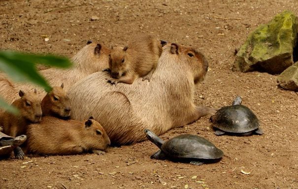 los capibaras son animales extremadamente sociables 16