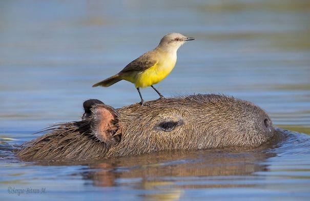 los capibaras son animales extremadamente sociables 17