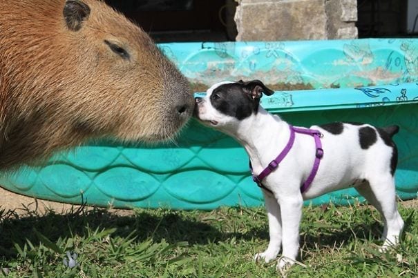 los capibaras son animales extremadamente sociables 19