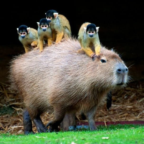 los capibaras son animales extremadamente sociables 20