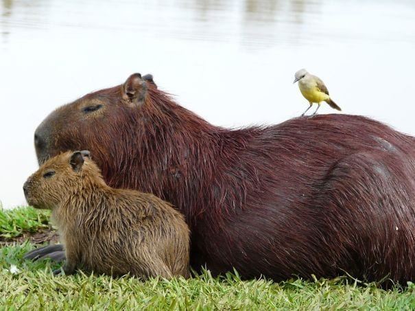 los capibaras son animales extremadamente sociables 22