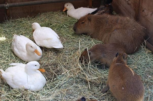 los capibaras son animales extremadamente sociables 24