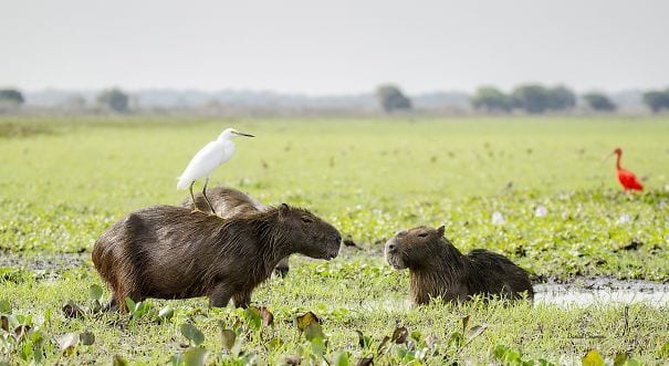 los capibaras son animales extremadamente sociables 25