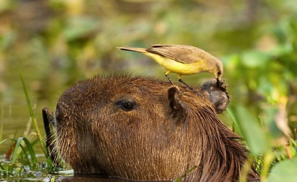 los capibaras son animales extremadamente sociables 26