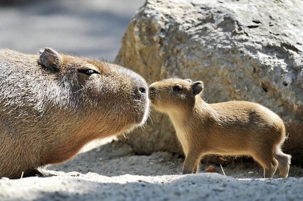 los capibaras son animales extremadamente sociables 29