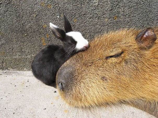 los capibaras son animales extremadamente sociables 3