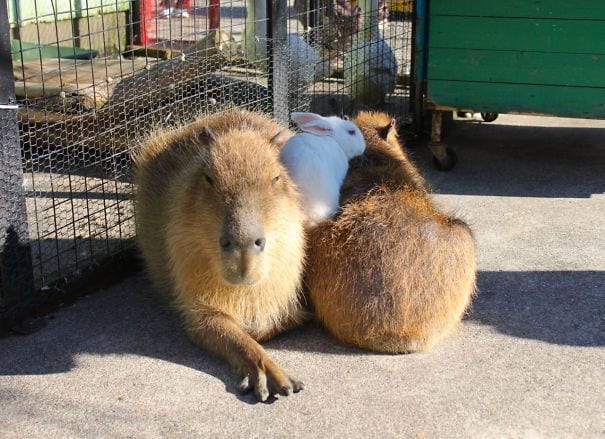 los capibaras son animales extremadamente sociables 30