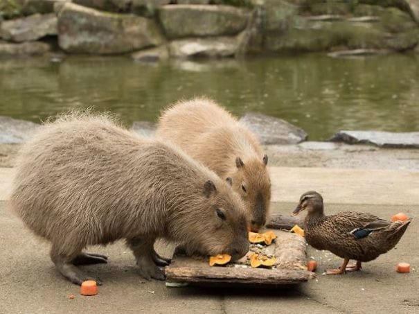 Las capibaras, los roedores gigantes con más amigos del reino animal