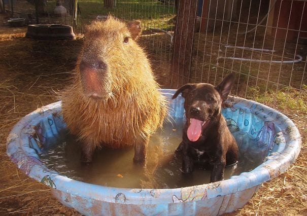 los capibaras son animales extremadamente sociables 32