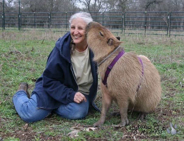 los capibaras son animales extremadamente sociables 33