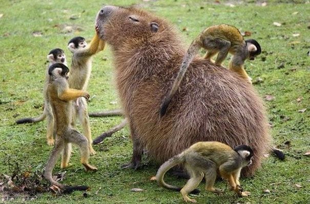 los capibaras son animales extremadamente sociables 4