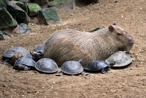 los capibaras son animales extremadamente sociables 6