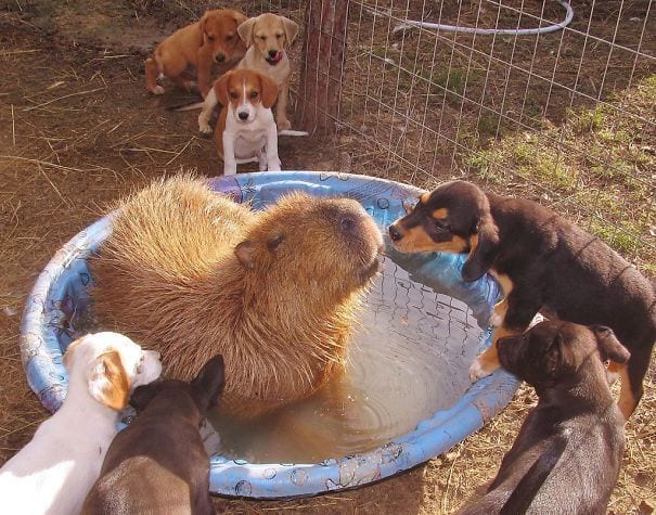 los capibaras son animales extremadamente sociables 7