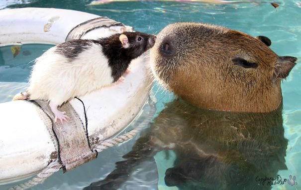 los capibaras son animales extremadamente sociables 8