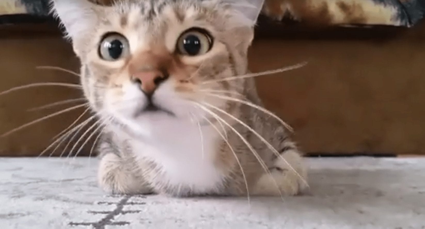 Que Pasa Si Encierras A Un Gato