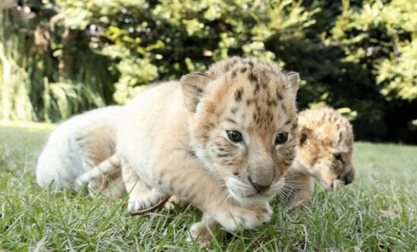 leones-tigres3
