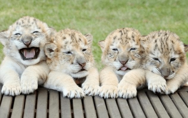 leones-tigres5