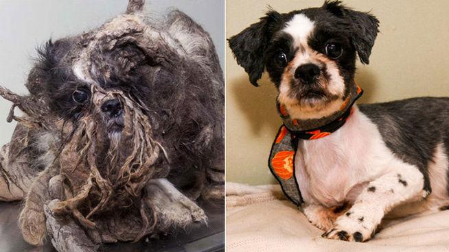 perros-antes-despues1