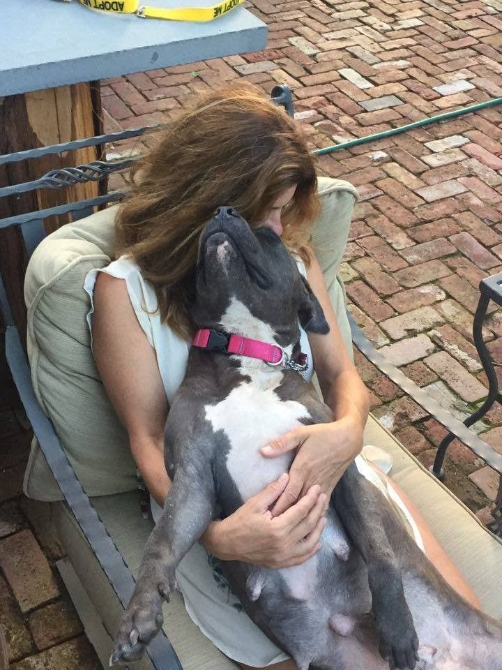 mama-pitbull-adopta4