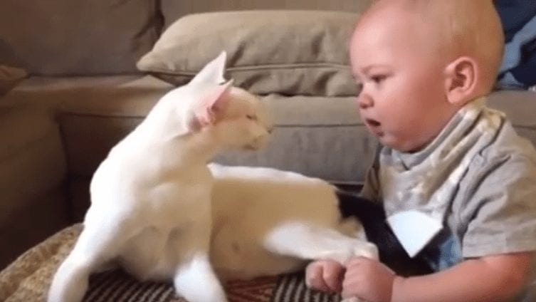 gato-conoce-bebe1