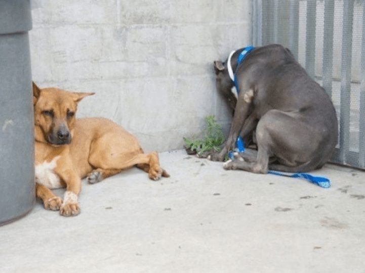 animales-contra-la-pared3