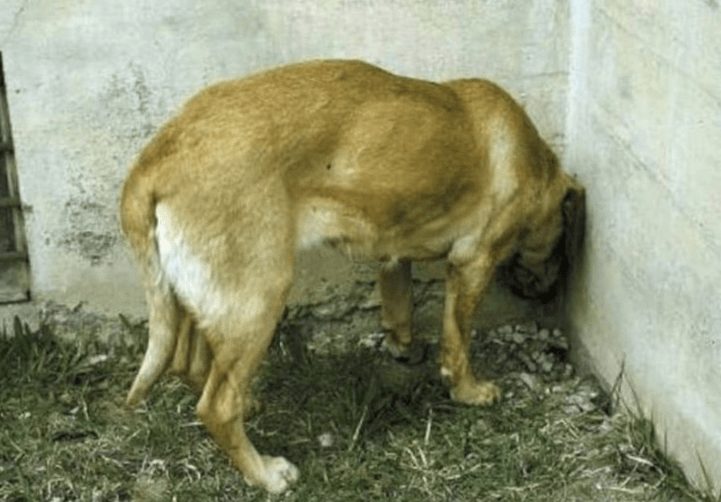 animales-contra-la-pared5