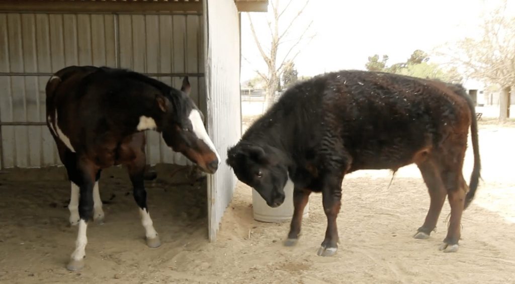 vaca-caballo-amistad3