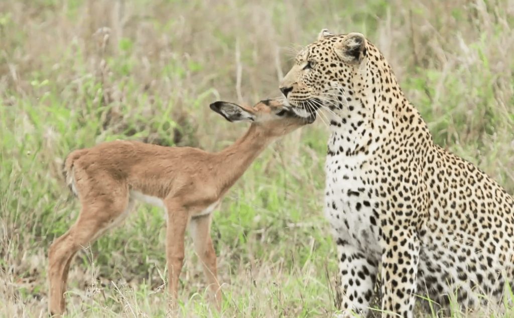 amistad-leopardo-ciervo1