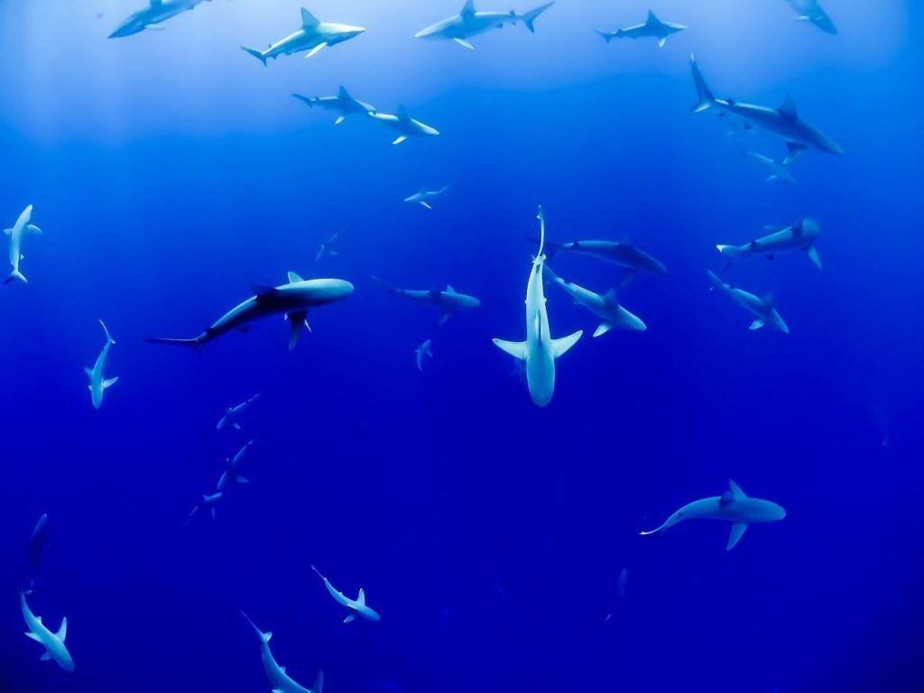 tiburones-necesarios1